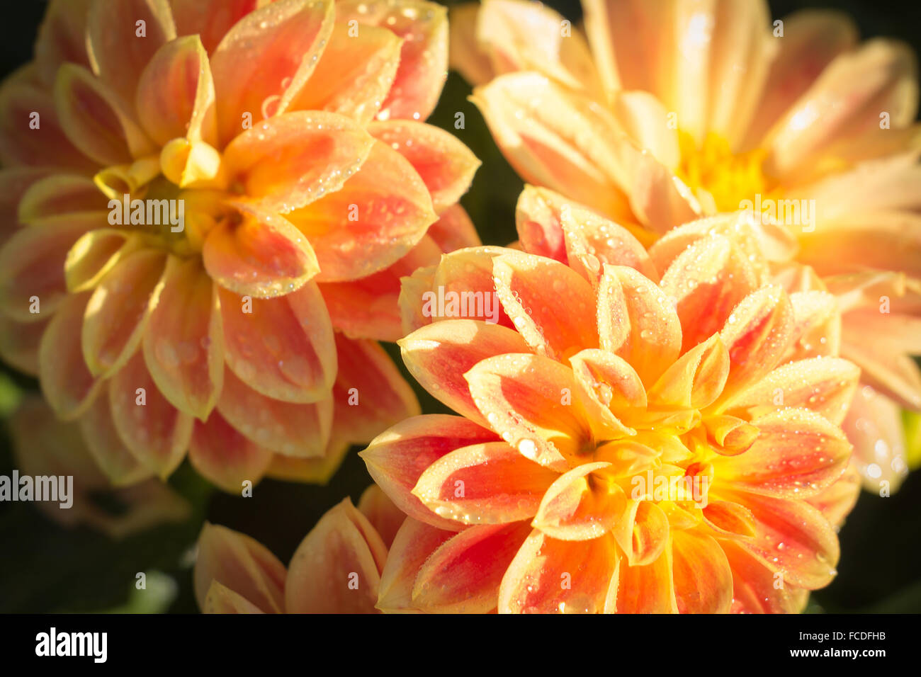 Orange Dahlia Flower Stock Photo
