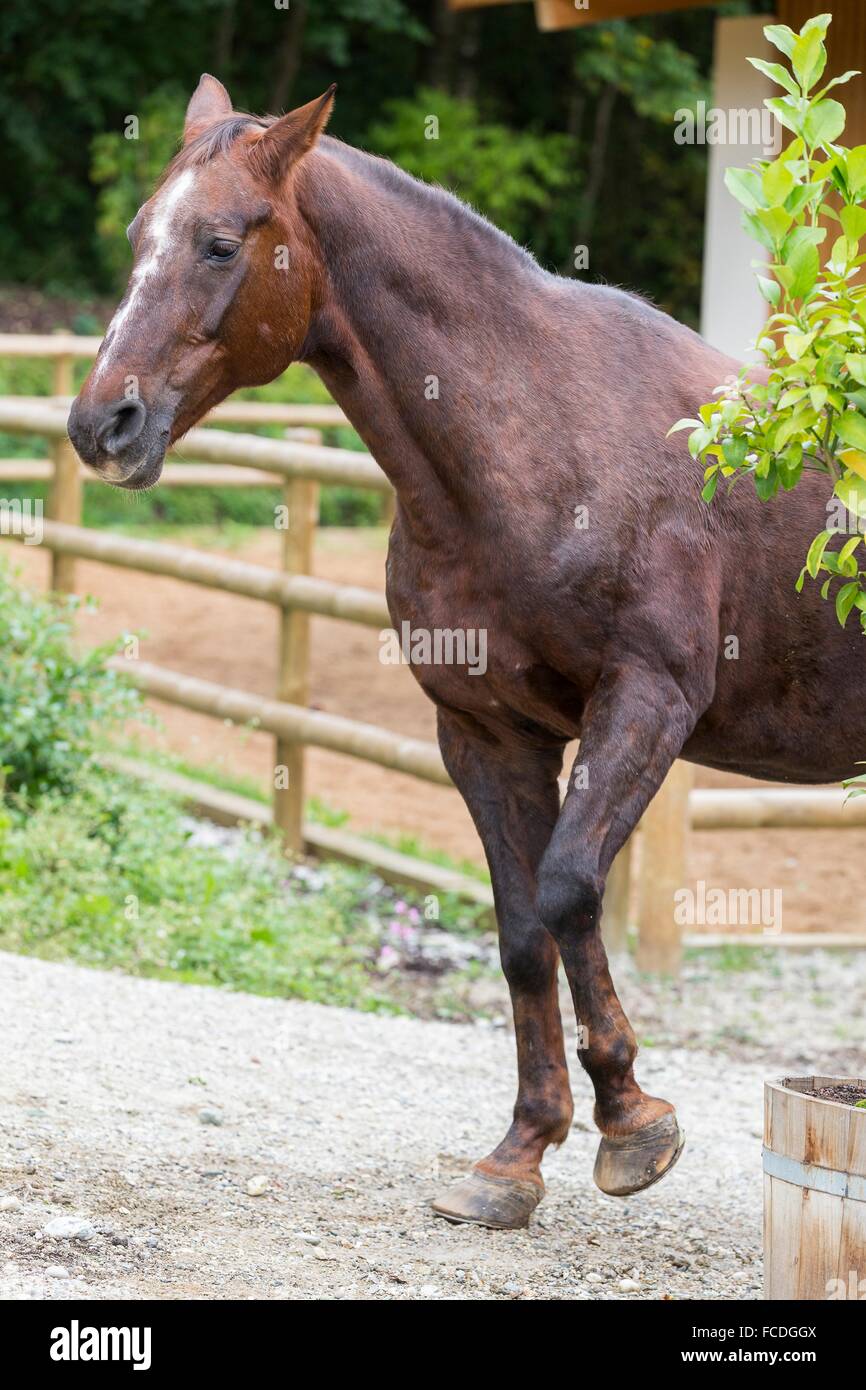 Oldenburg Horse suffering from laminitis showing pain. Germany Stock