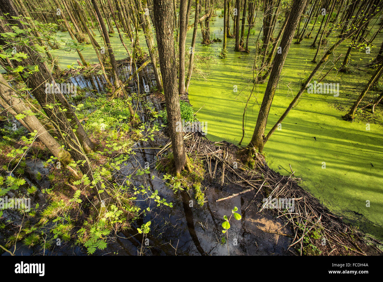 Netherlands, Horst, Nature reserve Schuitwater, home to European beaver. Beaver dam Stock Photo