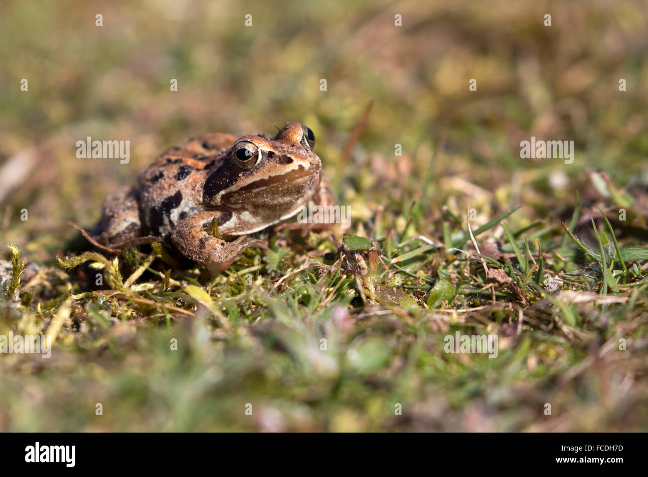 Netherlands, Loon op Zand, De Moer. nature reserve Huis ter Heide. Female moor frog (Rana arvalis) Stock Photo