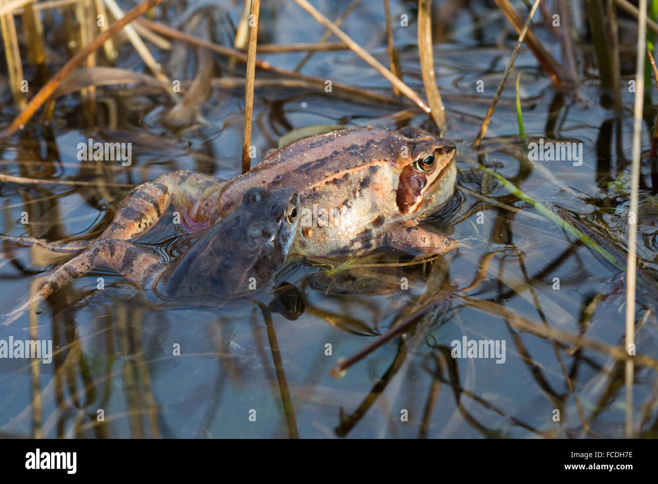 Netherlands, Loon op Zand, De Moer. nature reserve Huis ter Heide. Female moor frog (Rana arvalis). Male trying to mate Stock Photo