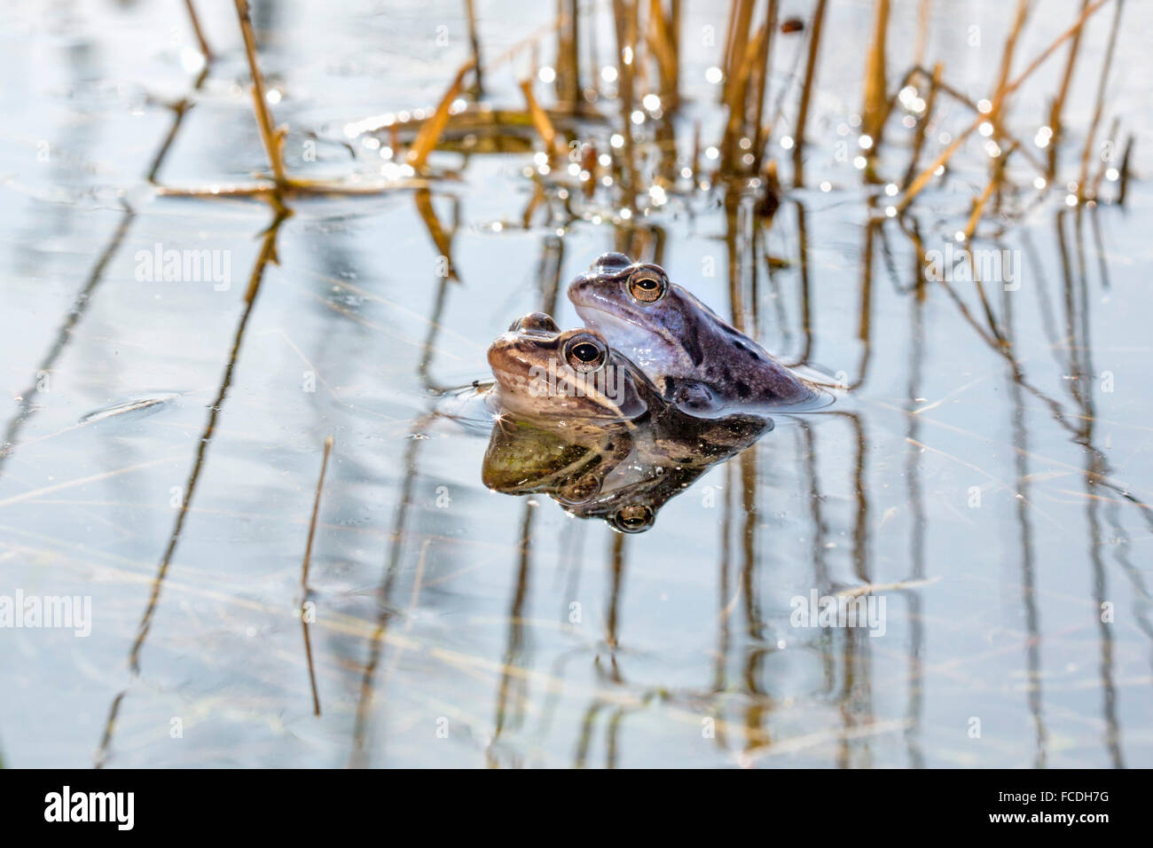 Netherlands, Loon op Zand, De Moer. nature reserve Huis ter Heide. Male moor frogs (Rana arvalis) changing color Stock Photo