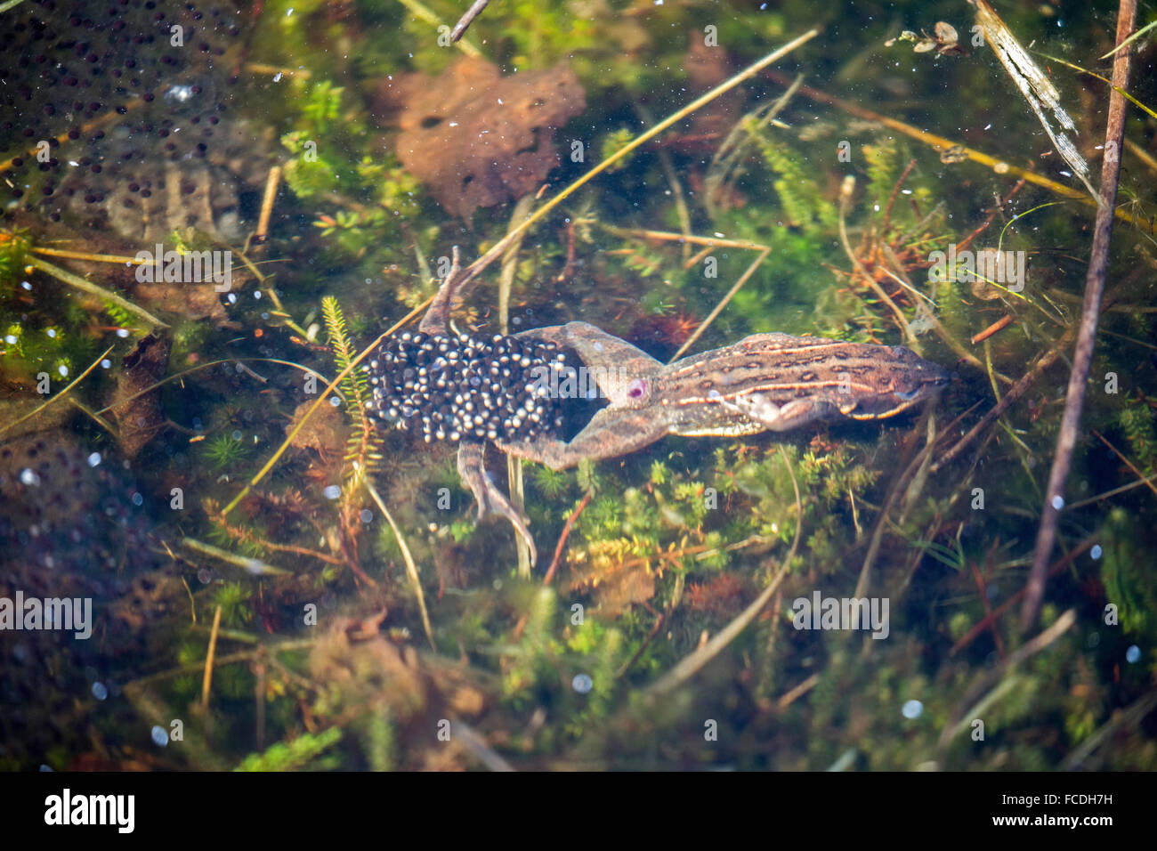 Netherlands, Loon op Zand, De Moer. nature reserve Huis ter Heide. Female moor frogs (Rana arvalis) leaves after laying eggs Stock Photo