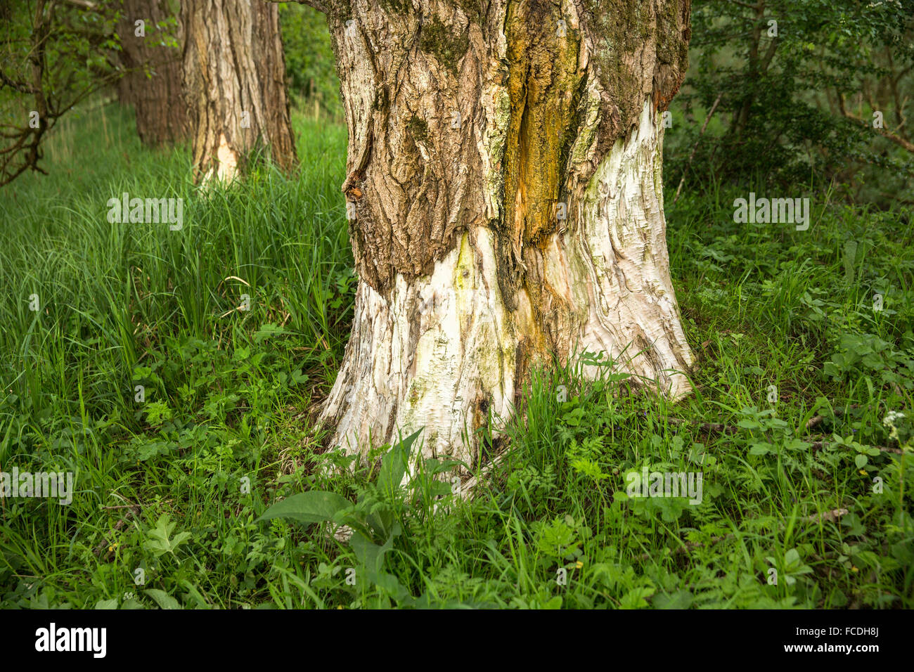 Netherlands, Werkendam, national park De Biesbosch. Bark of poplar tree, eaten by beaver Stock Photo