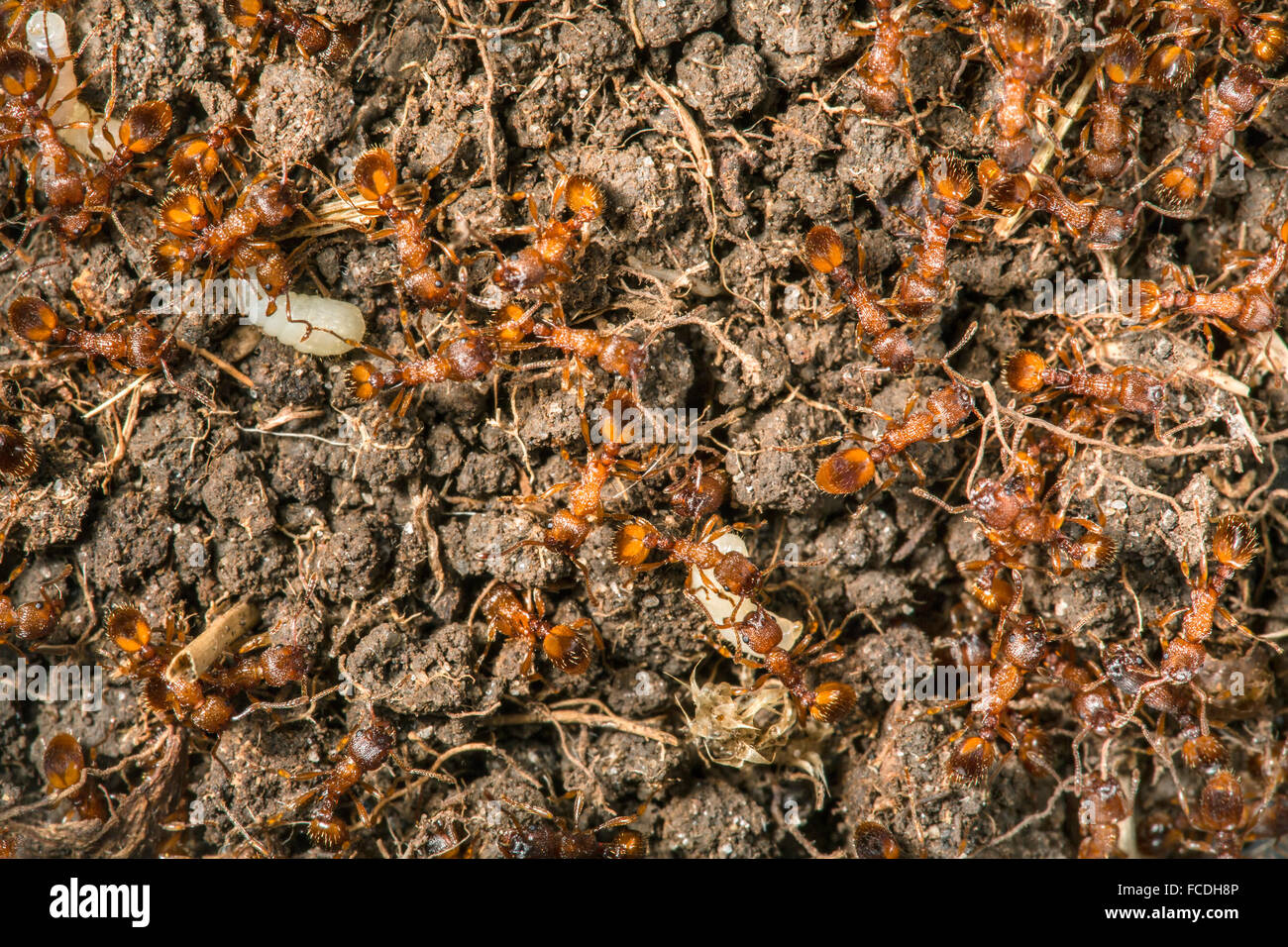 Netherlands, Den Bosch, nature reserve called Moerputten. Common elbowed red ants transporting larva. Peat bogs. Stock Photo