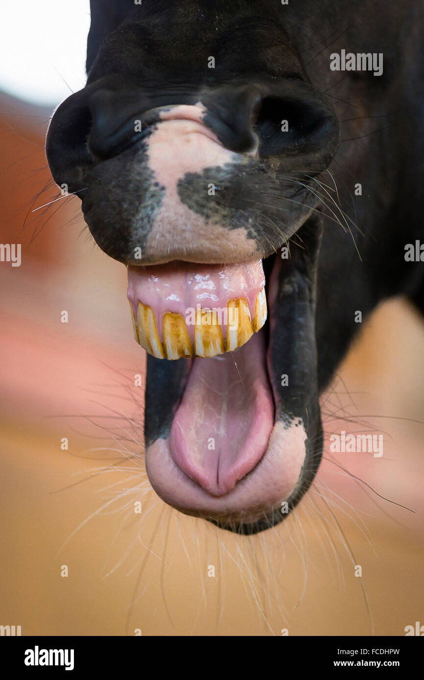 Pinto Pony. Skewbald pony yawning, showing teeth and tongue. Germany Stock Photo