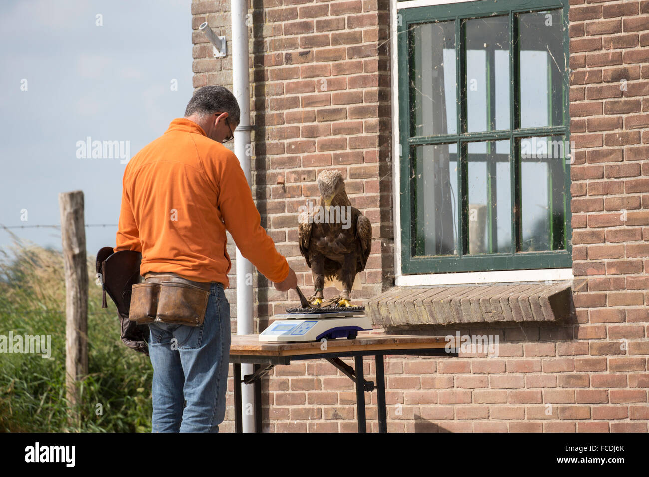 Netherlands, Werkendam, De Biesbosch National Park. European sea-eagle on balance. Jacques-Olivier Travers Freedom Conservation. Stock Photo
