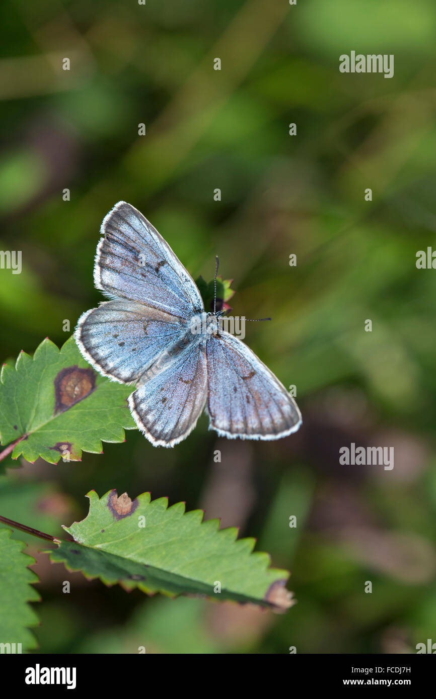 Netherlands, Den Bosch, nature reserve called De Moerputten. Scarce large blue butterfly (Dutch: Pimpernelblauwtje) Stock Photo