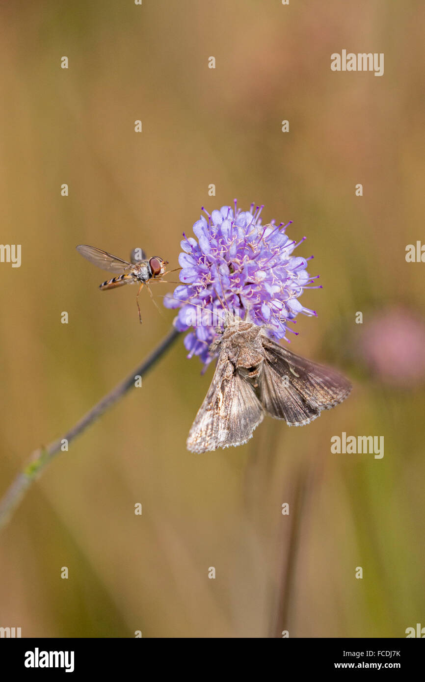 Netherlands, Den Bosch, Nature reserve called: De Moerputten. Nocturnal butterfly and kind of bee Stock Photo