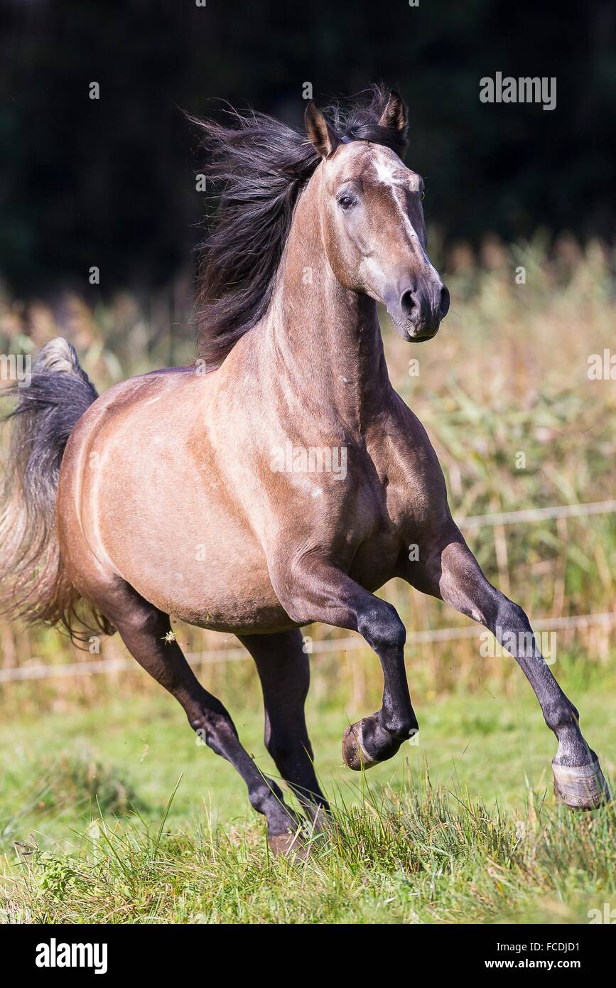 Pure Spanish Horse, Andalusian. Strawberry roan horse galloping on a pasture. Germany Stock Photo