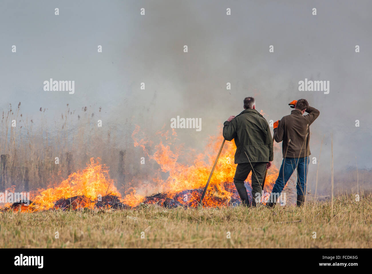 Netherlands, Akersloot, Hempolder Nature Reserve. Wetland. Breeding ground for waterfowl. Burning of dry reed supervisors. Stock Photo