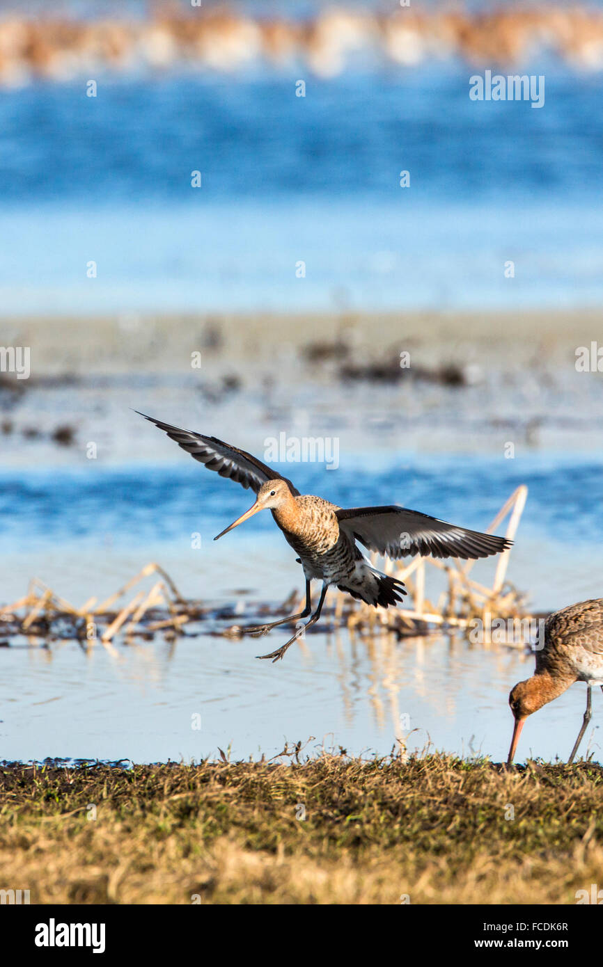 Netherlands, Ouderkerk aan de Amstel, Landje van Geijsel polder, migrating waterfowl. Tailed godwits Stock Photo