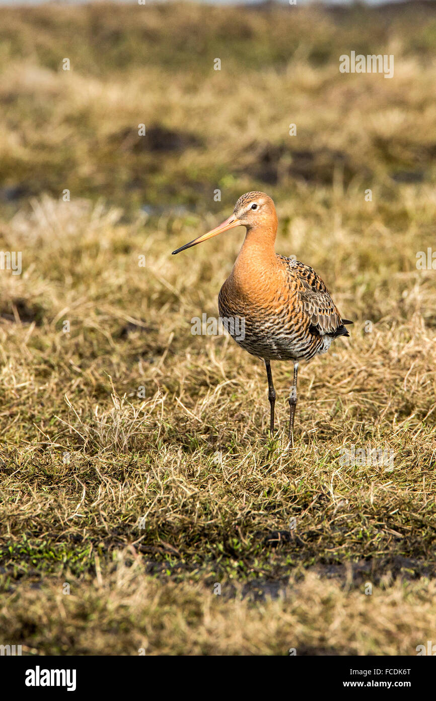 Netherlands, Ouderkerk aan de Amstel, Landje van Geijsel polder, migrating waterfowl. Tailed godwits Stock Photo