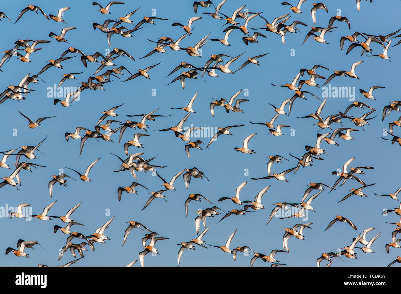 Netherlands, Ouderkerk aan de Amstel, Small polder called Landje van Geijsel, migrating waterfowl. Tailed godwits Stock Photo