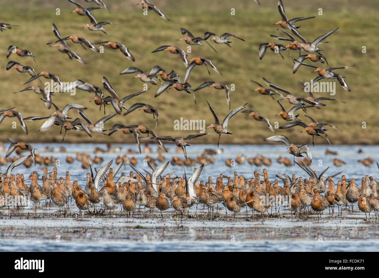 Netherlands, Ouderkerk aan de Amstel, Small polder called Landje van Geijsel, migrating waterfowl. Tailed godwits Stock Photo