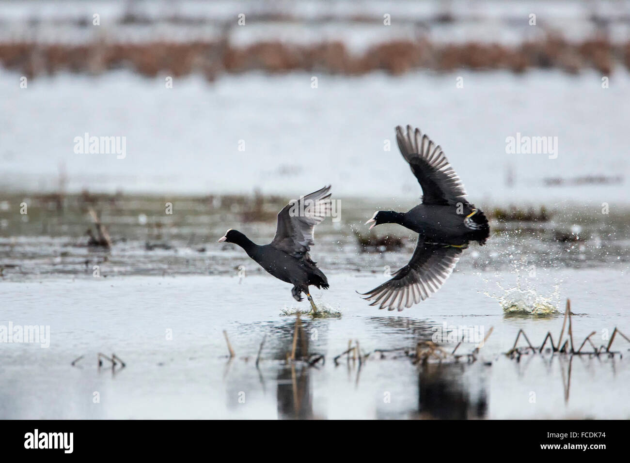Netherlands, Ouderkerk aan de Amstel, Coots chasing each other in mating season Stock Photo