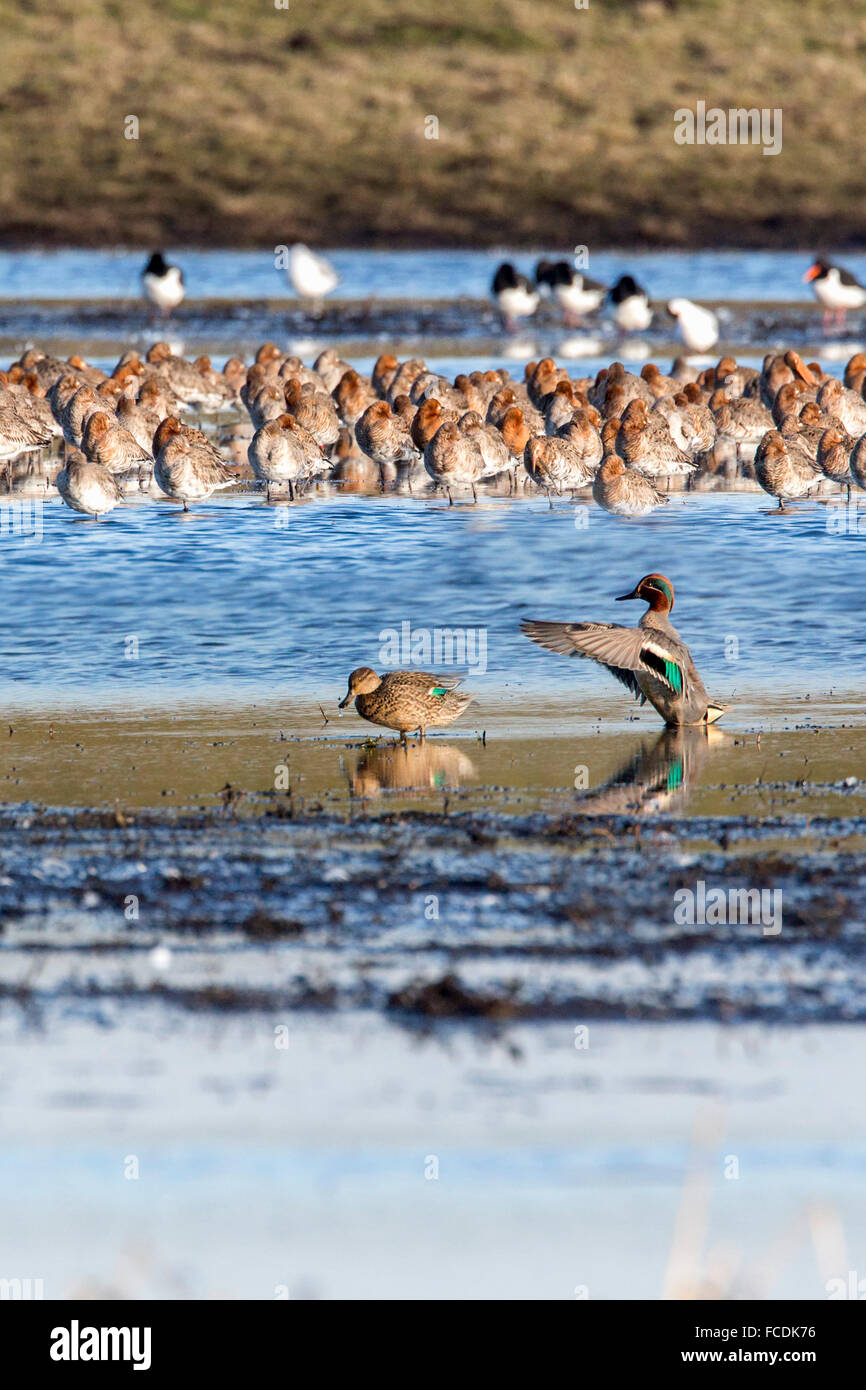 Netherlands, Ouderkerk aan de Amstel, Small polder called Landje van Geijsel, migrating waterfowl. Tailed godwits teals Stock Photo