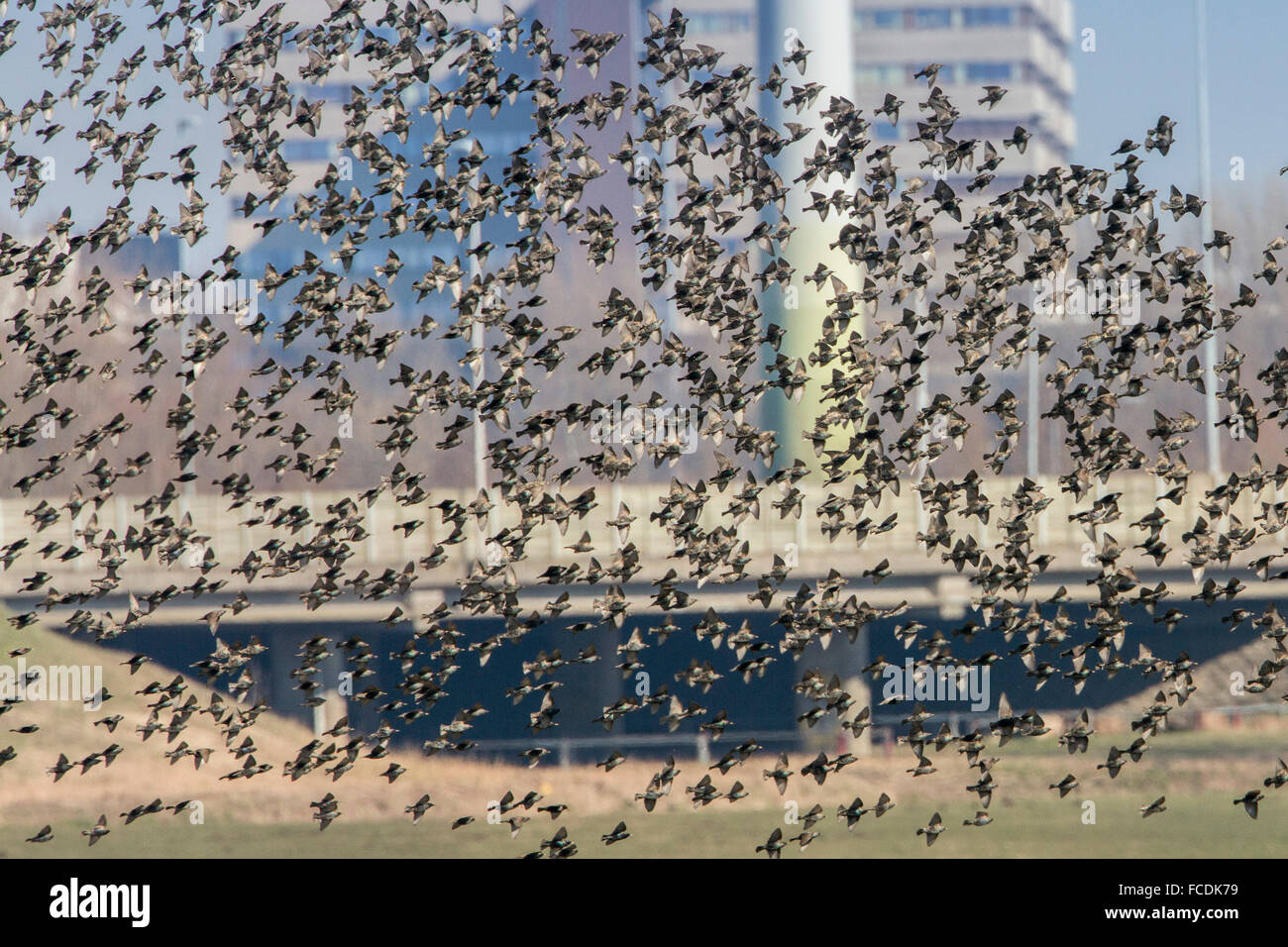 Netherlands, Ouderkerk aan de Amstel, Common starlings flying in front of industrial area of Amsterdam-Zuid-Oost Stock Photo