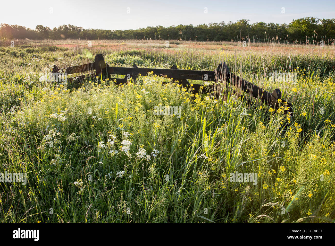 Netherlands, Naarden, Nature reserve Naardermeer. Flowers in spring Stock Photo