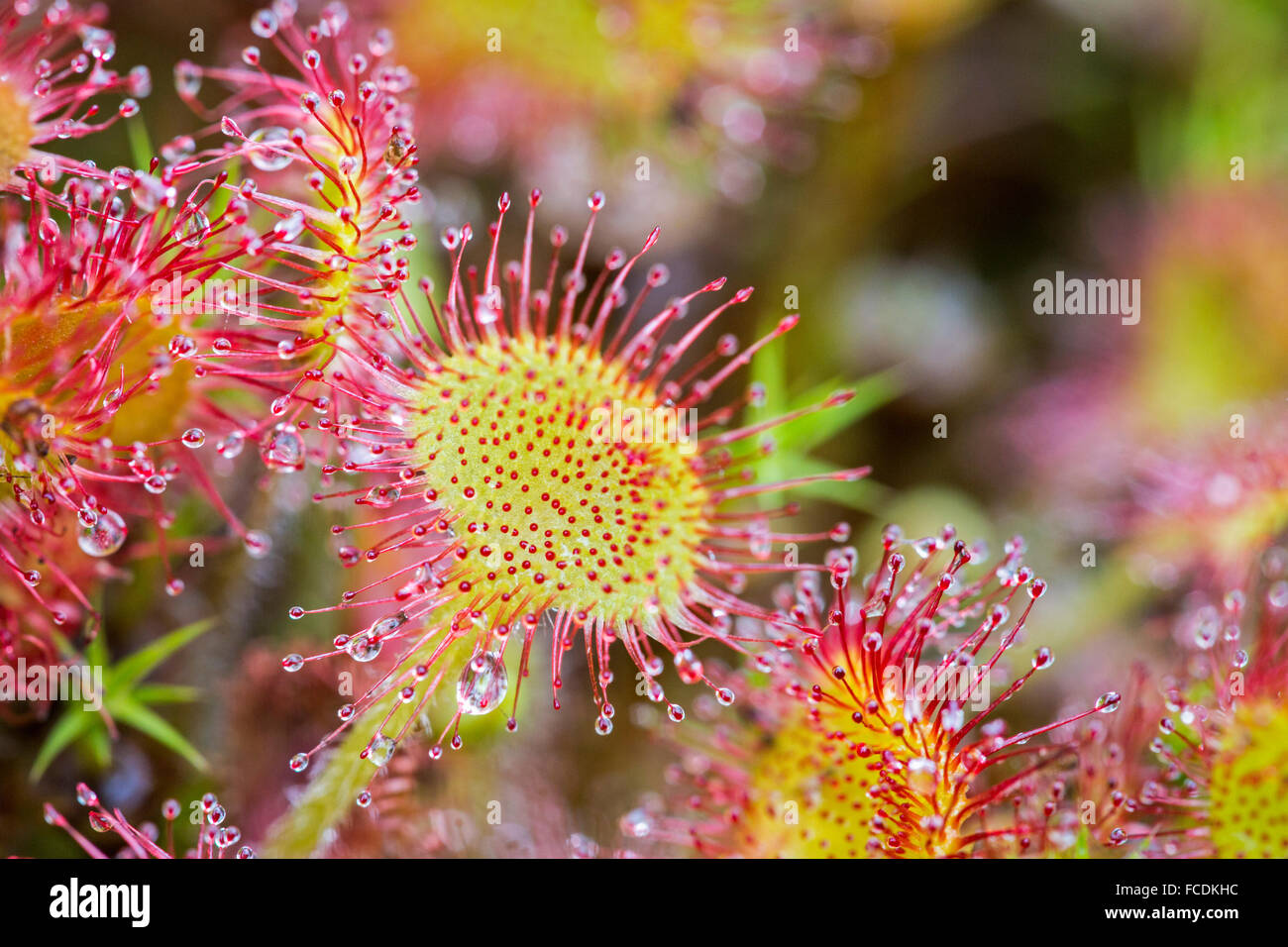 Netherlands, Bussum, Nature reserve Zanderij Cruysbergen. Sundew. Carnivorous plant with sticky glandular hairs. Trap insects Stock Photo