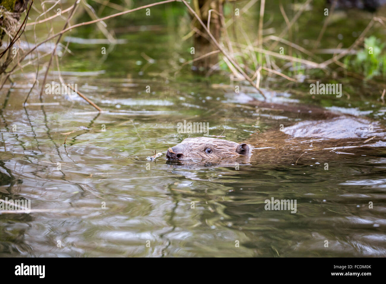 Netherlands, Rhoon, Nature Reserve Rhoonse Grienden. Tidal marshland with willow trees. European beaver ( Castor fiber ) Stock Photo