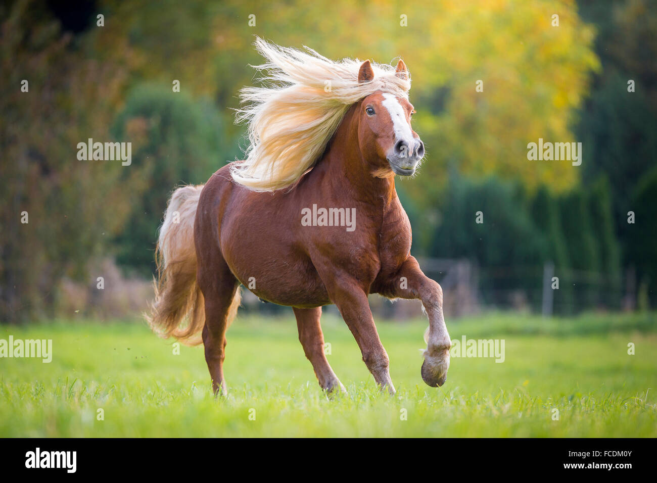 Black Forest Horse. Adult galloping on a pasture. Germany Stock Photo