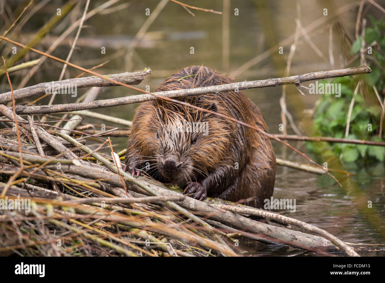 Netherlands, Rhoon, Nature Reserve Rhoonse Grienden. Marshland with willow trees. European beaver with branches at beaver lodge Stock Photo