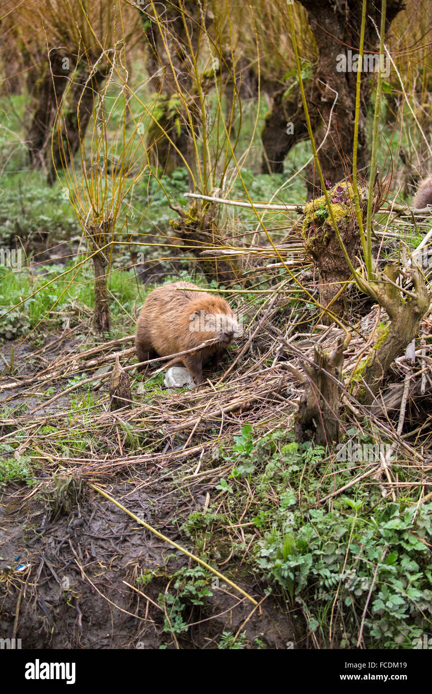 Netherlands, Rhoon, Nature Reserve Rhoonse Grienden. Marshland with willow trees. European beaver with branches at beaver lodge Stock Photo