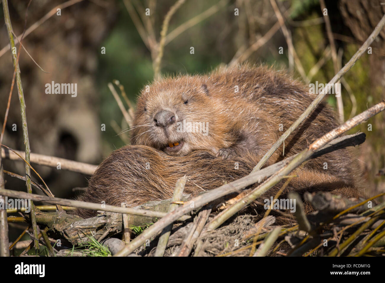 Netherlands, Rhoon, Nature Reserve Rhoonse Grienden. Marshland with willow trees. European beavers sleeping on beaver lodge Stock Photo