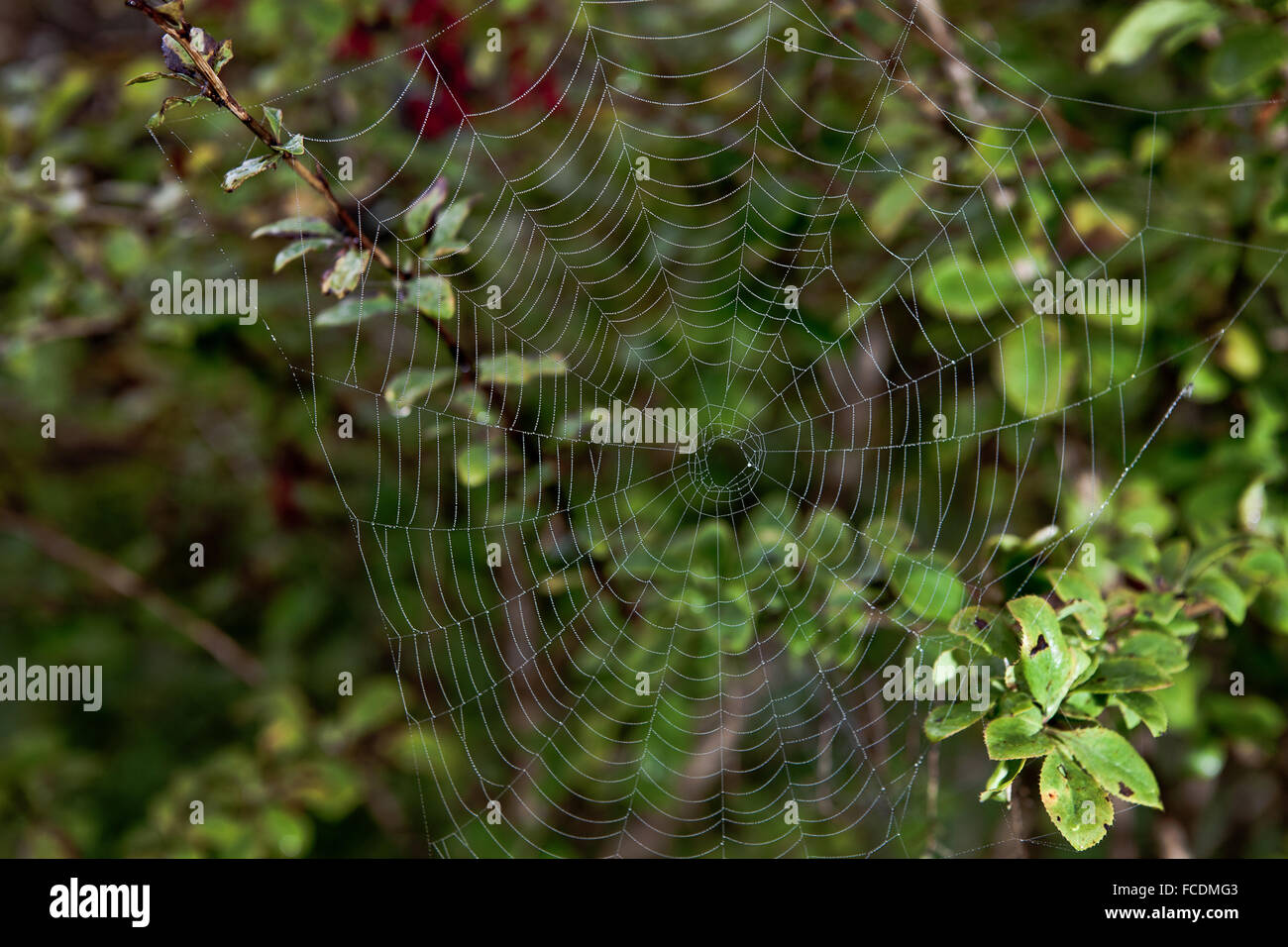 Cobweb in morning dew, Saxony, Germany Stock Photo