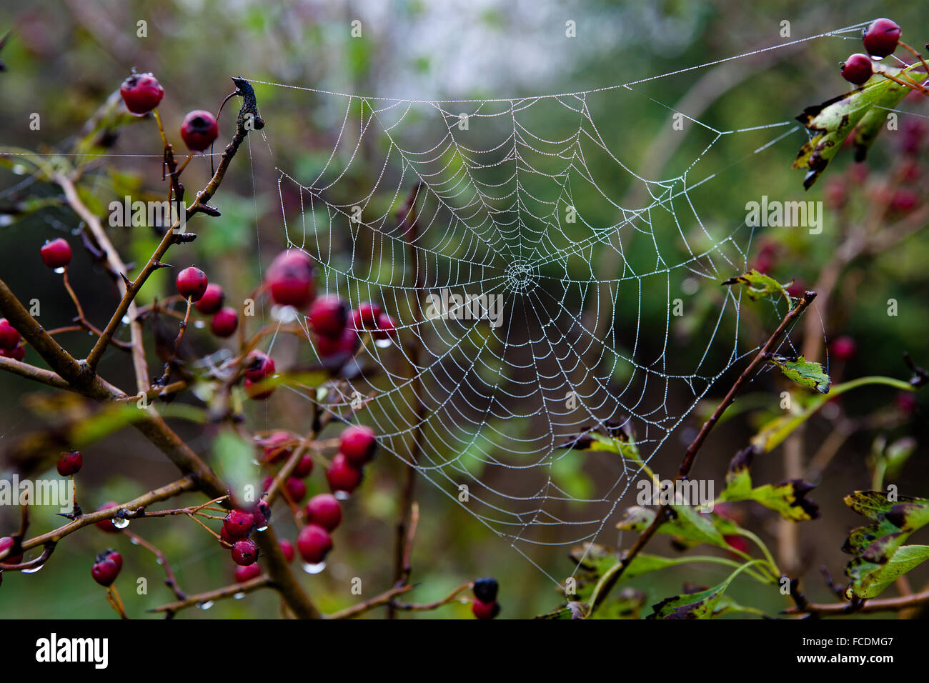 Cobweb in morning dew, Saxony, Germany Stock Photo