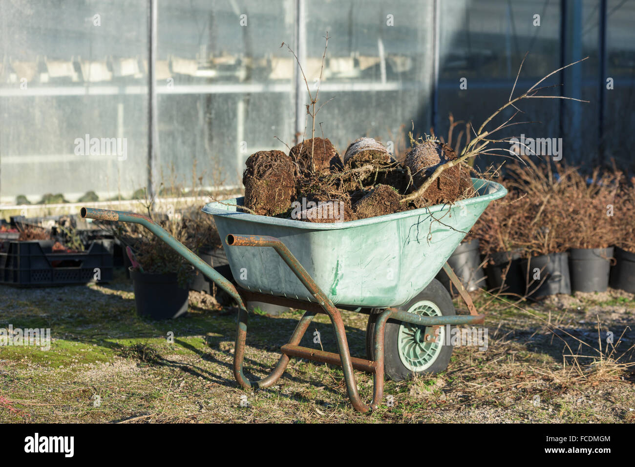 Unwanted plants nursery hi-res stock photography and images - Alamy