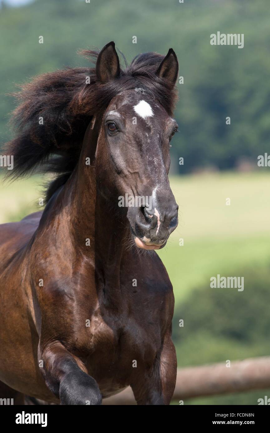 Noriker Horse, Norico-Pinzgauer. Portrait on an old black gelding with mane flowing. Germany Stock Photo