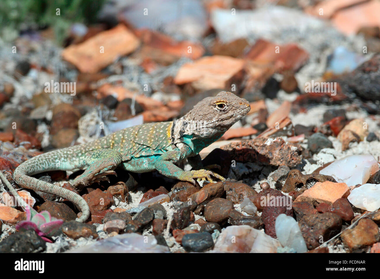 Comon Collared Lizard (Crotaphytus collaris) on rocky ground. Petrified