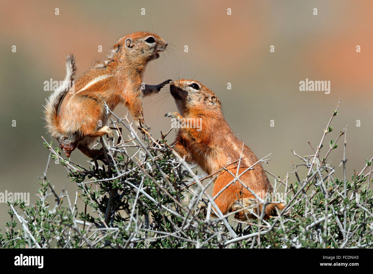 Whitetailed Antelope Ground Squirrel, Whitetailed Antelope Squirrel