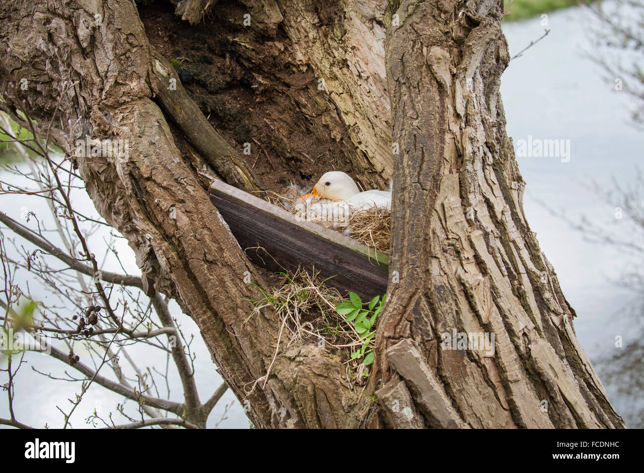 Netherlands, Montfoort, Wild duck or mallard, female, breeding in willow tree Stock Photo