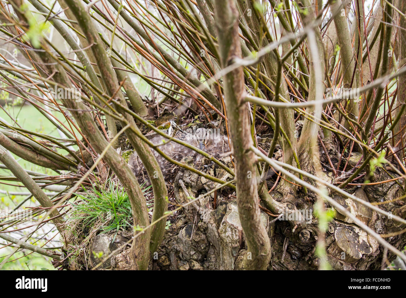 Netherlands, Montfoort, Wild duck or mallard, female, breeding in willow tree Stock Photo