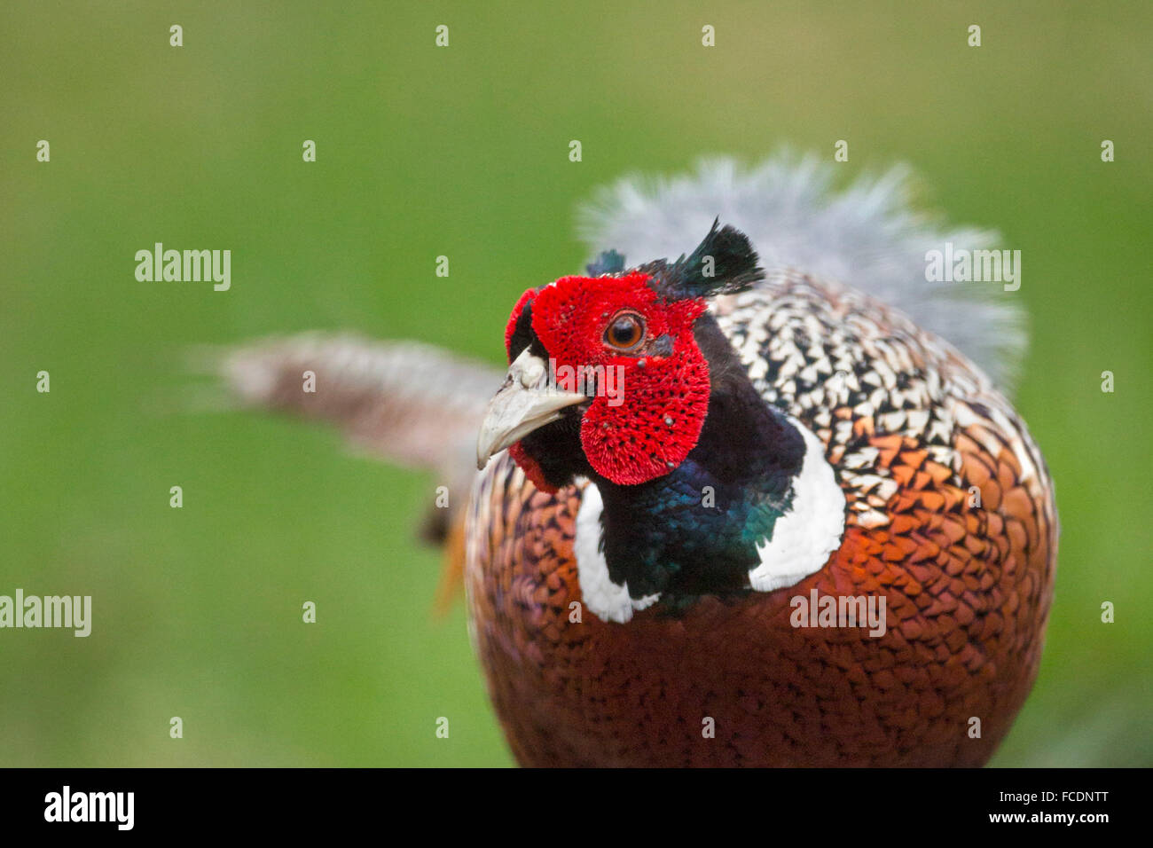 Netherlands, 's-Graveland, Pheasant ( Phasianus colchicus ) Stock Photo