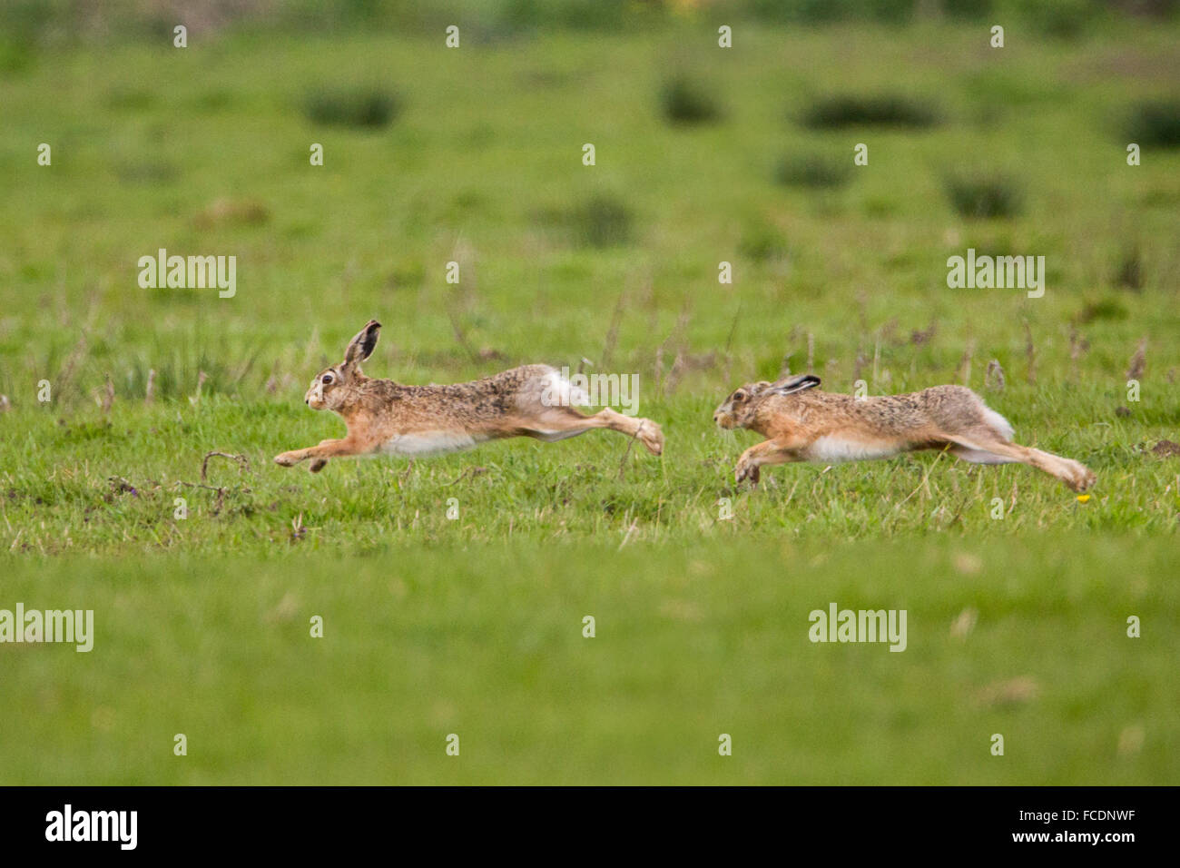 Netherlands, Montfoort, Male hares chasing each other Stock Photo