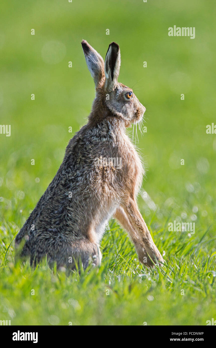 Hare front view hi-res stock photography and images - Alamy