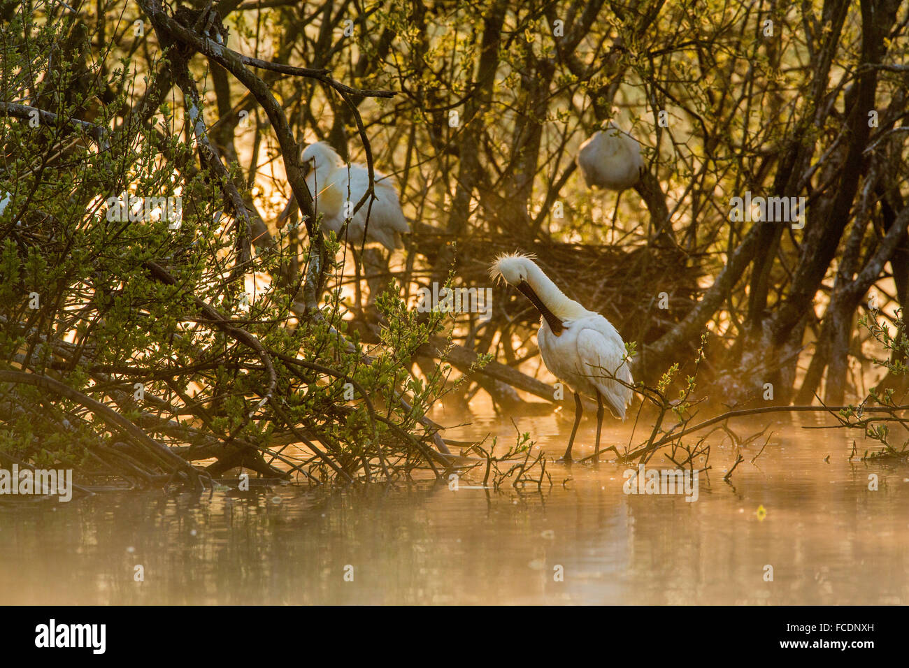 Netherlands, Rhenen, Nature reserve Blauwe Kamer. Island, breeding place for spoonbills Stock Photo