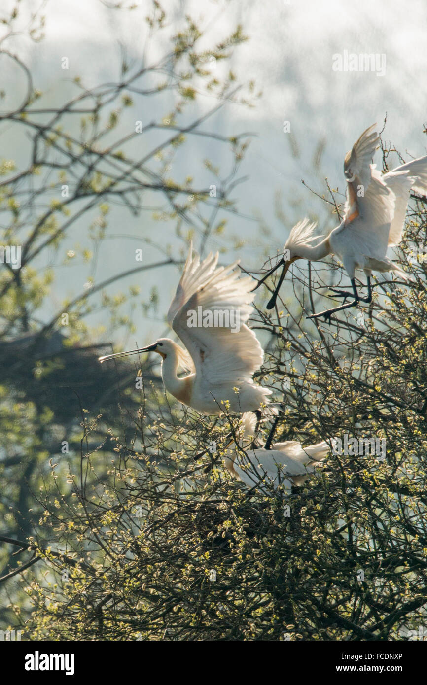 Netherlands, Rhenen, Nature reserve Blauwe Kamer. Island, breeding place for spoonbills Stock Photo