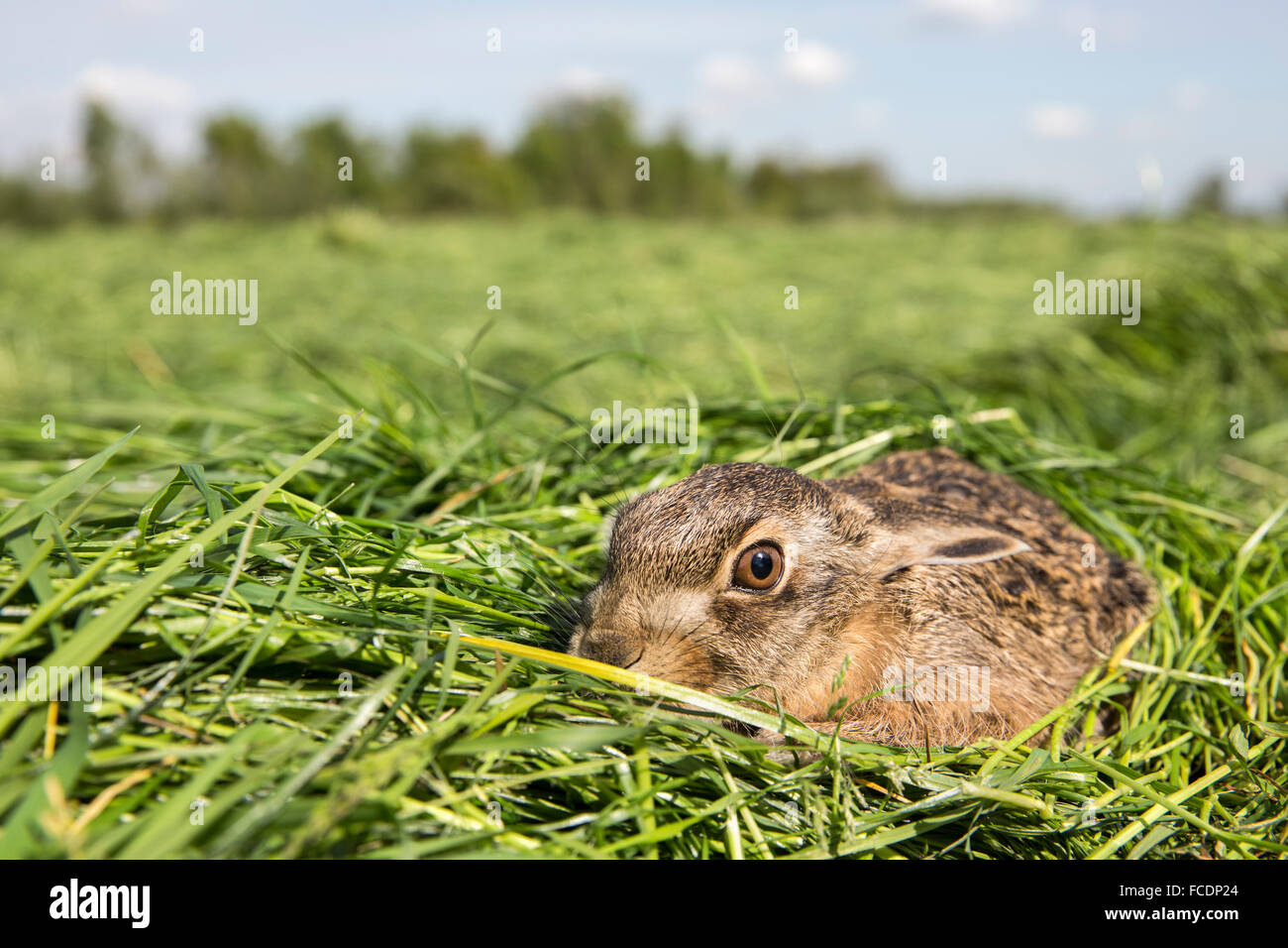 Netherlands, Montfoort, Young hare hiding. Stock Photo