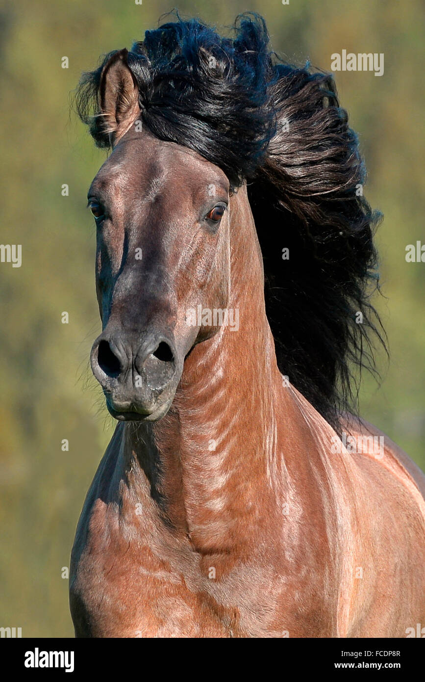 Kiger Mustang. Portrait of grullo stallion with mane flowing. Germany