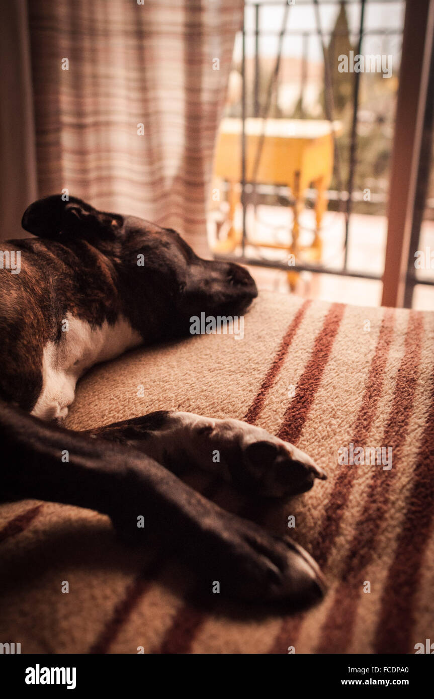 CloseUp Of A Dog Sleeping On Bed Stock Photo Alamy