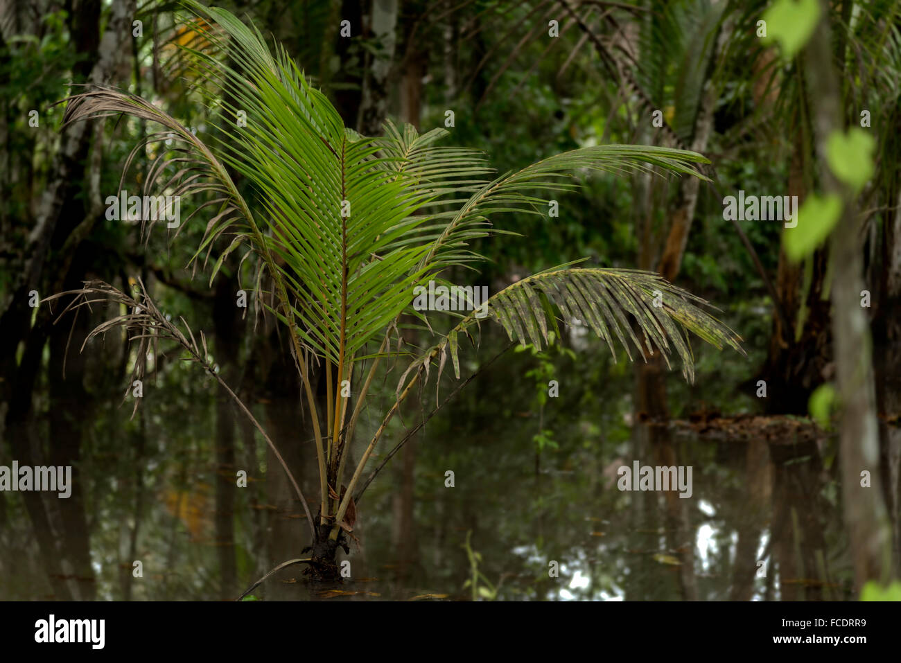 Tropical palm in water flooded jungle Stock Photo - Alamy