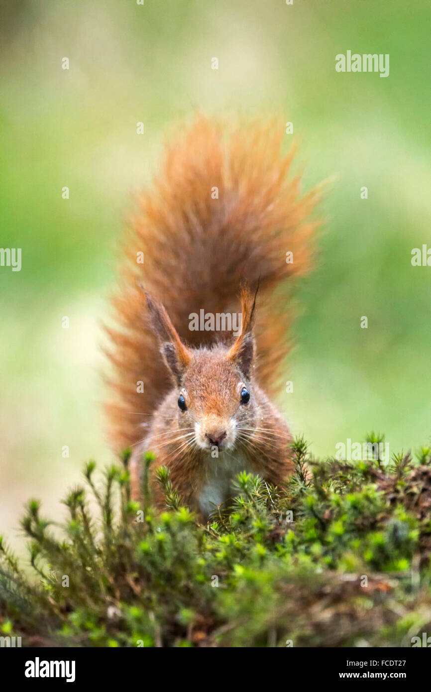 Netherlands, 's-Graveland, 's-Gravelandse Buitenplaatsen, Rural estate Hilverbeek. Eurasian Red Squirrel ( Sciurus vulgaris) Stock Photo