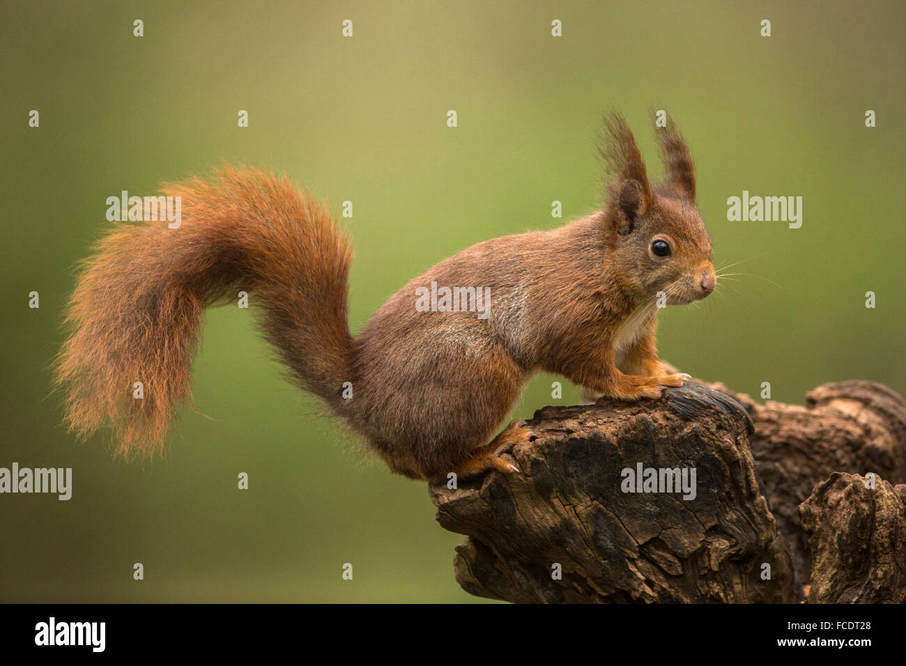 Netherlands, 's-Graveland, 's-Gravelandse Buitenplaatsen, Rural estate Hilverbeek. Eurasian Red Squirrel ( Sciurus vulgaris) Stock Photo