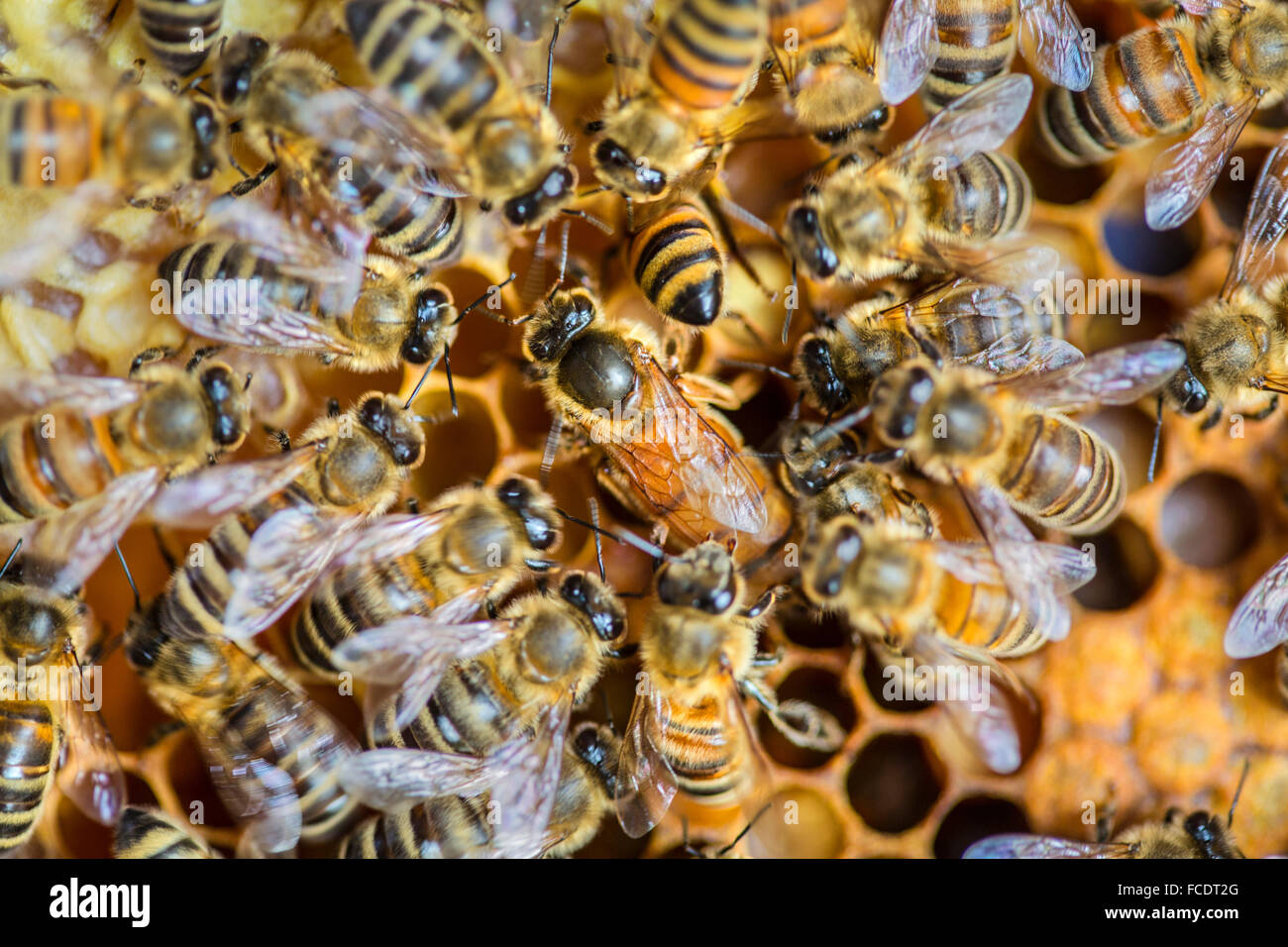 Netherlands, 's-Graveland, Honey Bee queen with workers in hive Stock Photo