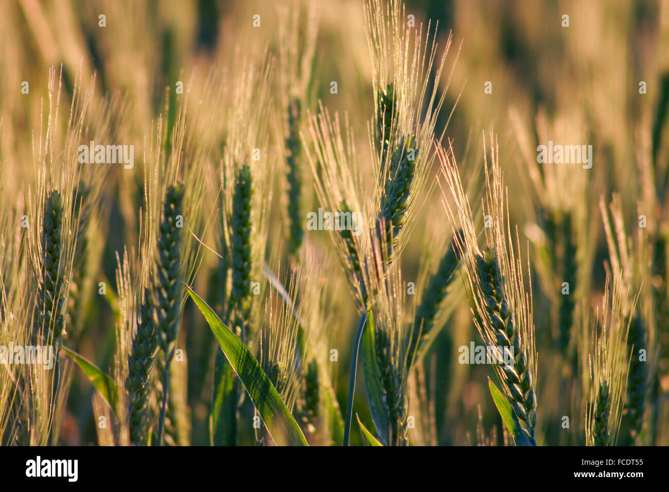 Beautiful wheat field. Closeup on a quiet background, Spain Stock Photo